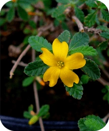 3-damiana.webp