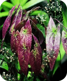 6-epimedium.webp