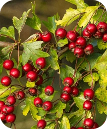 7-hawthorn.webp
