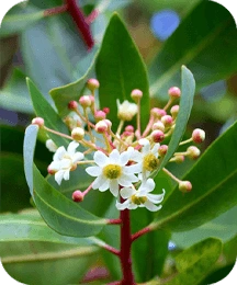 8-catuaba.webp